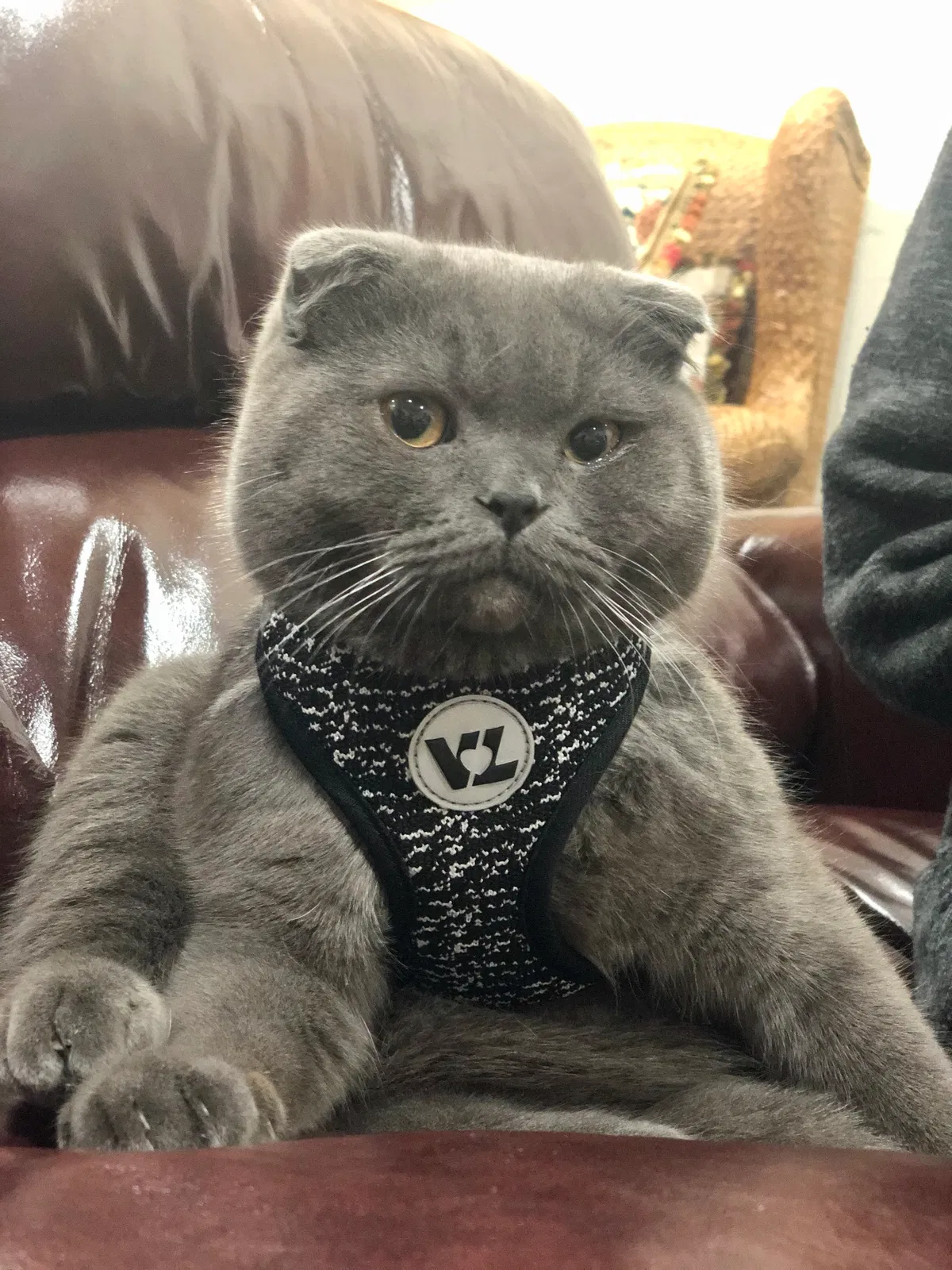 Lost cat in Irvine, CA, 92604