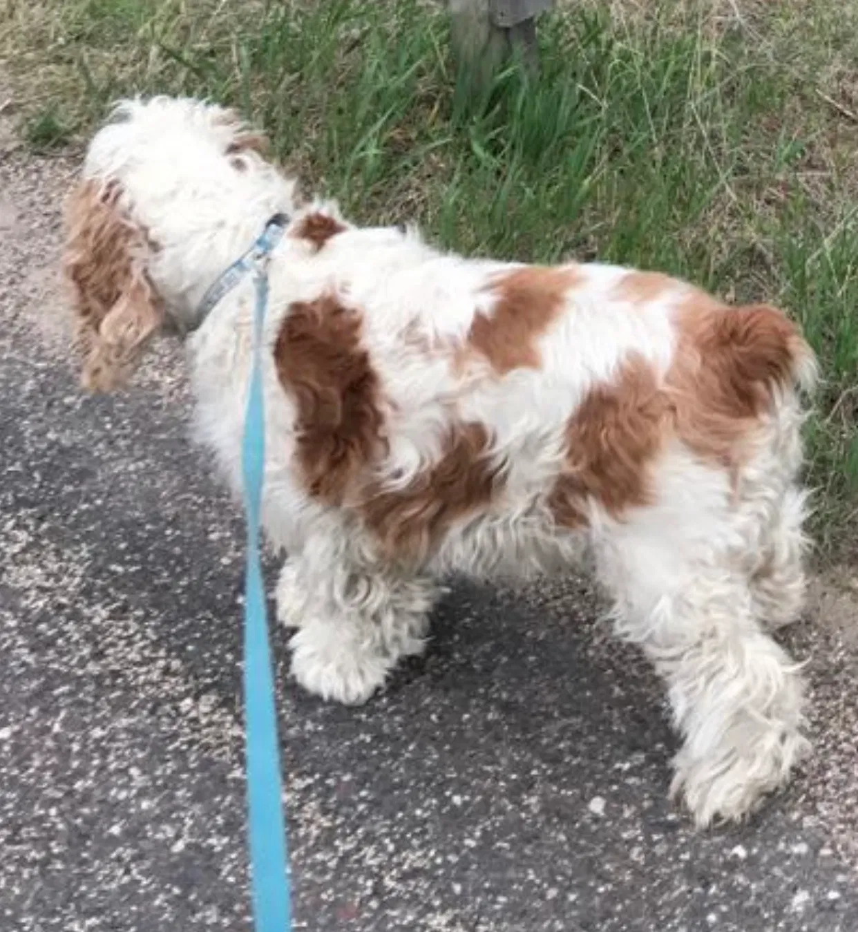 Lost dog in Big Lake, MN, 55309