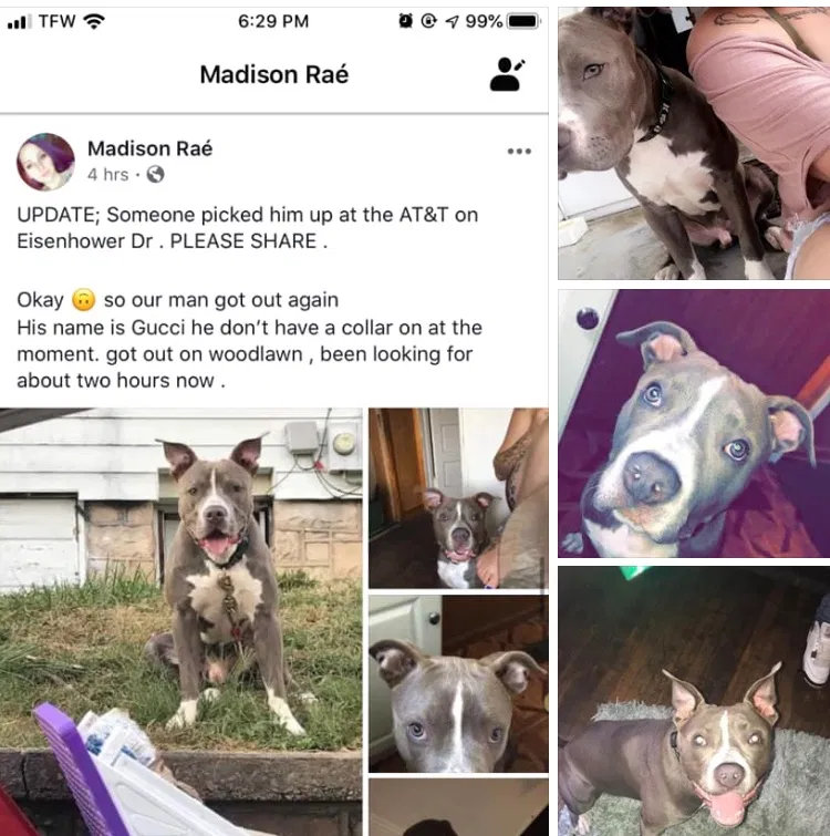 Lost dog in Beckley, WV, 25801