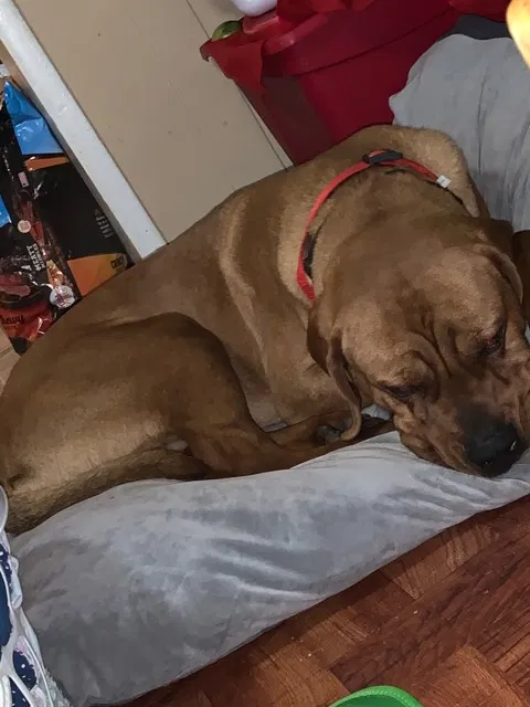 Lost dog in Lynchburg, VA, 24501