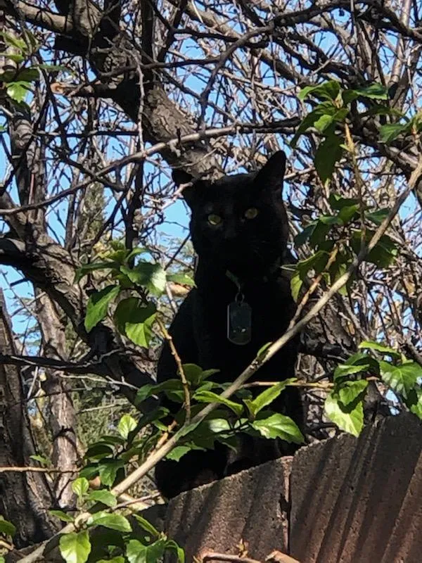 Lost cat in Whittier, CA, 90606