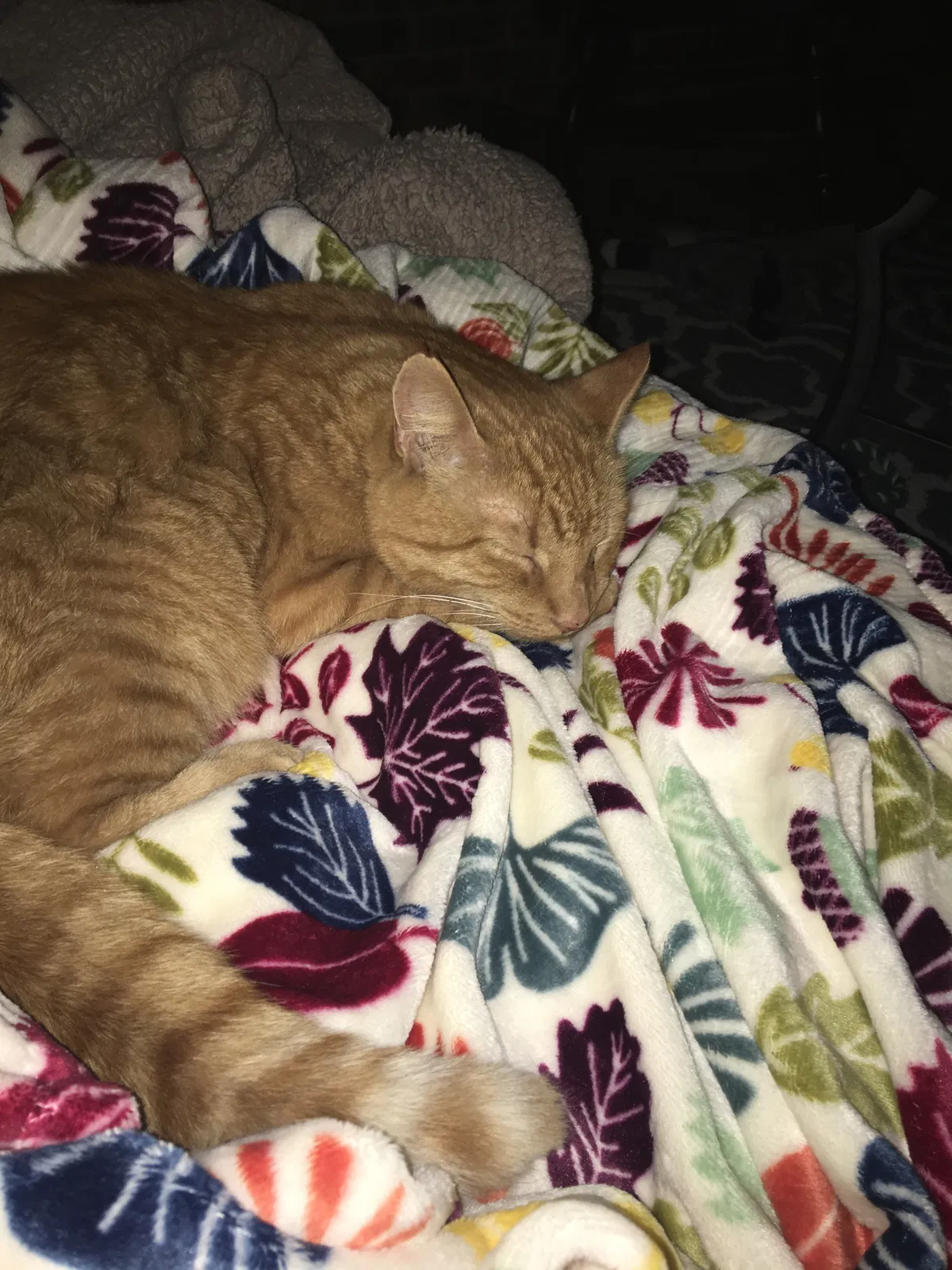 Lost cat in Souderton, PA, 18964