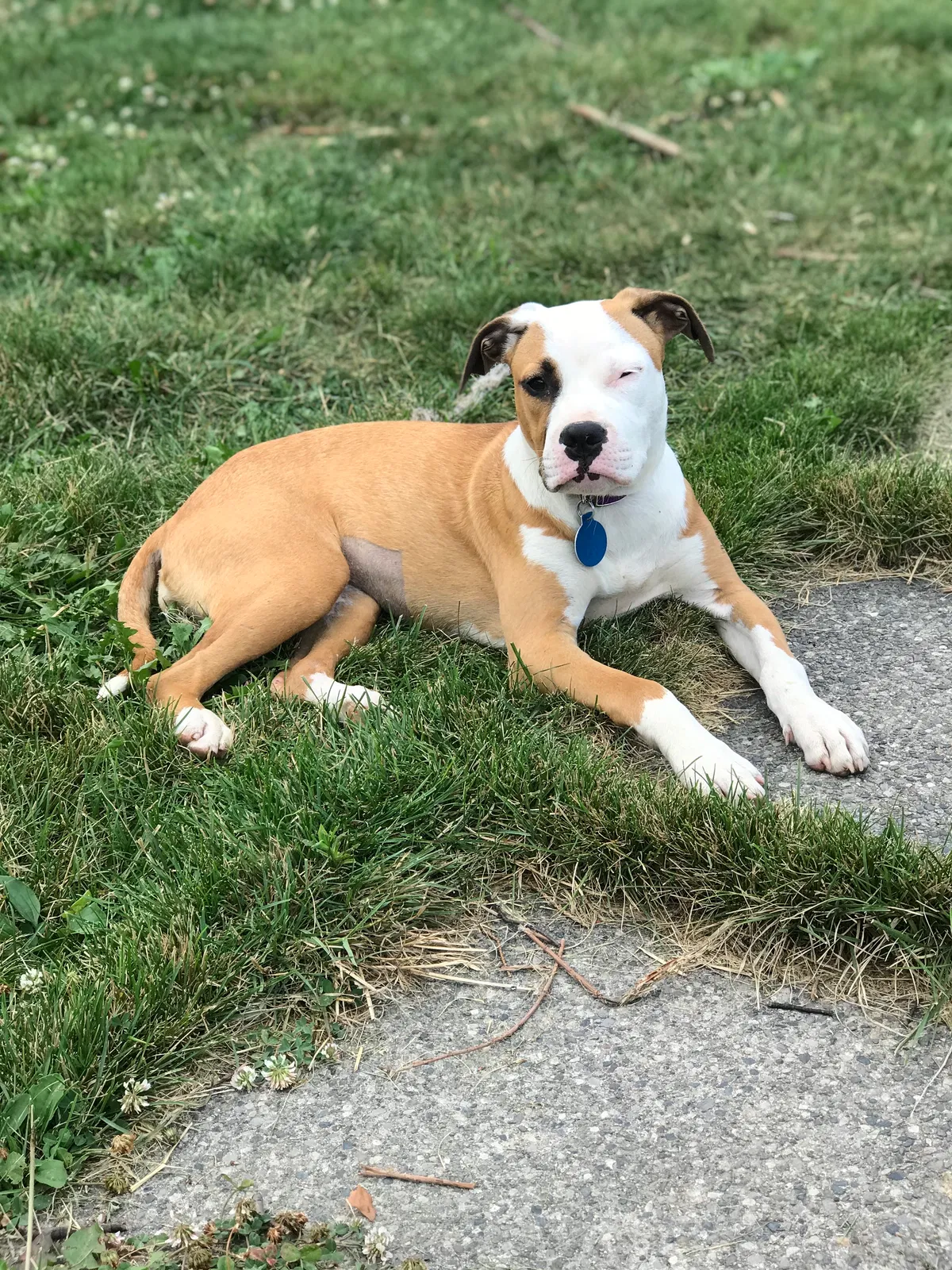 Lost dog in Detroit, MI, 48228
