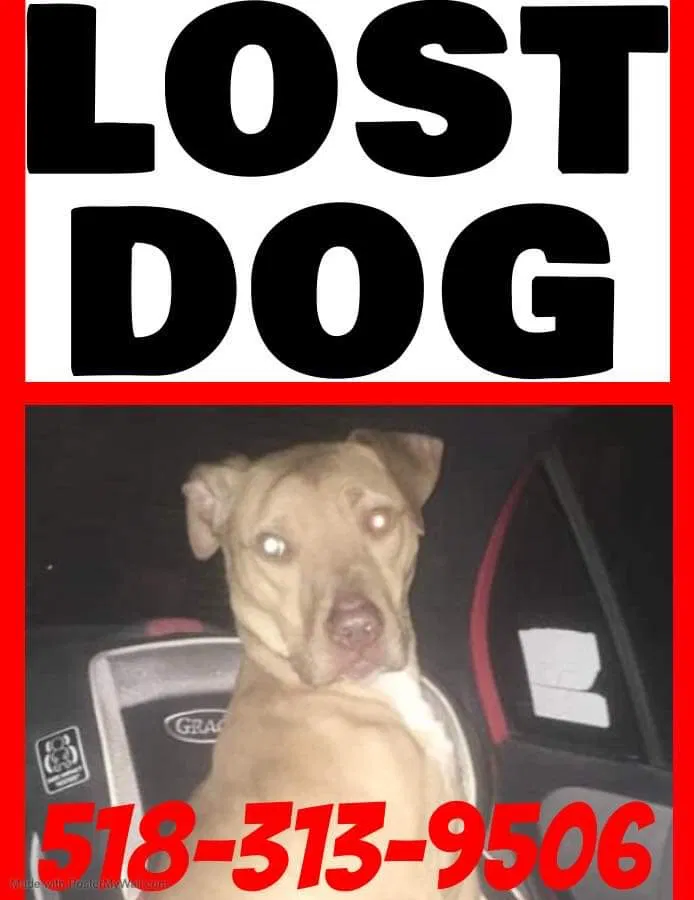 Lost dog in Altamont, NY, 12009