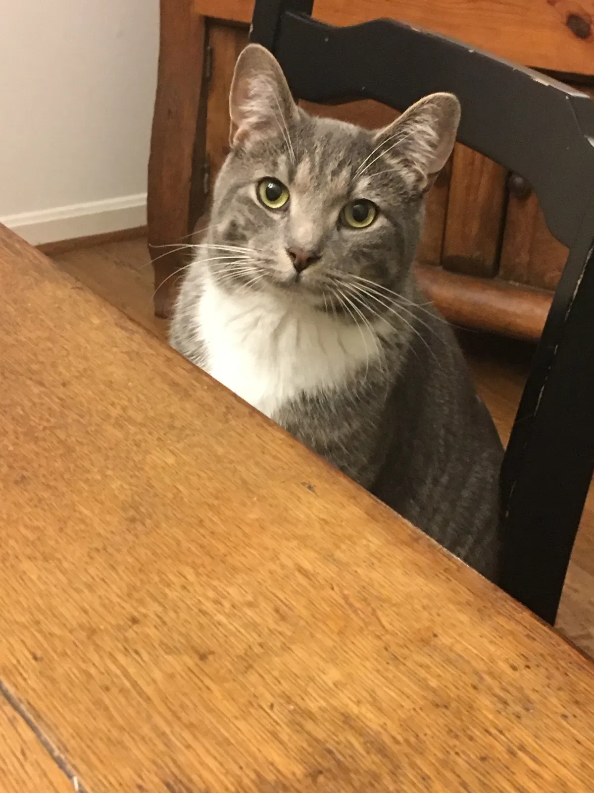 Lost cat in Saint Leonard, MD, 20685