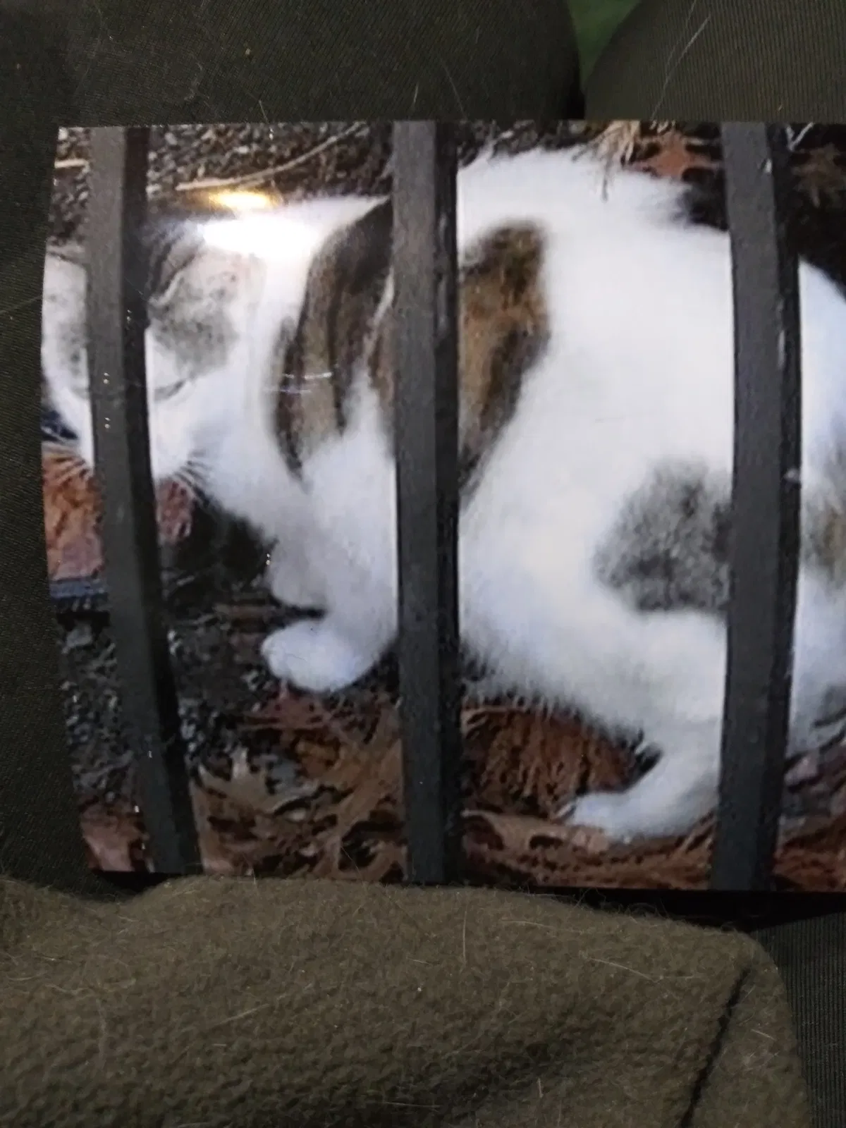 Lost cat in Jamaica, NY, 11433