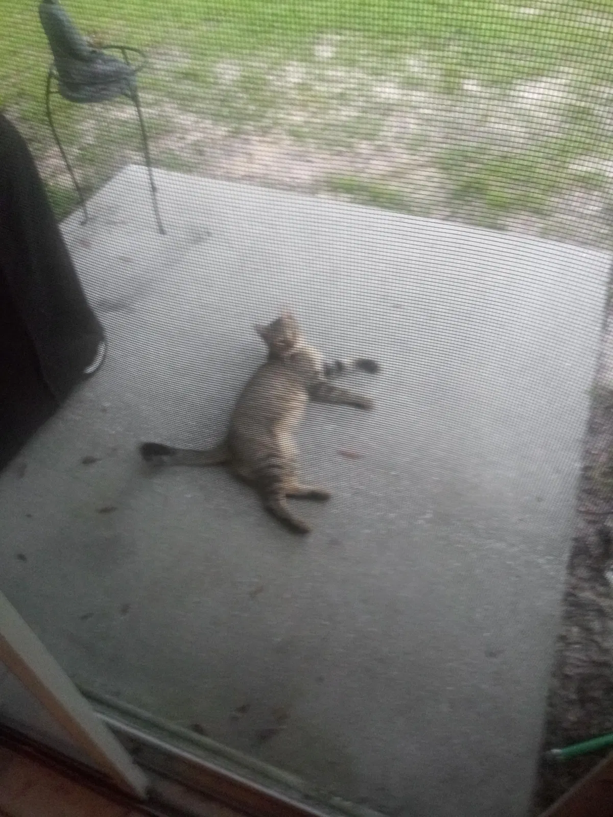 Lost cat in Silver Springs, FL, 34488