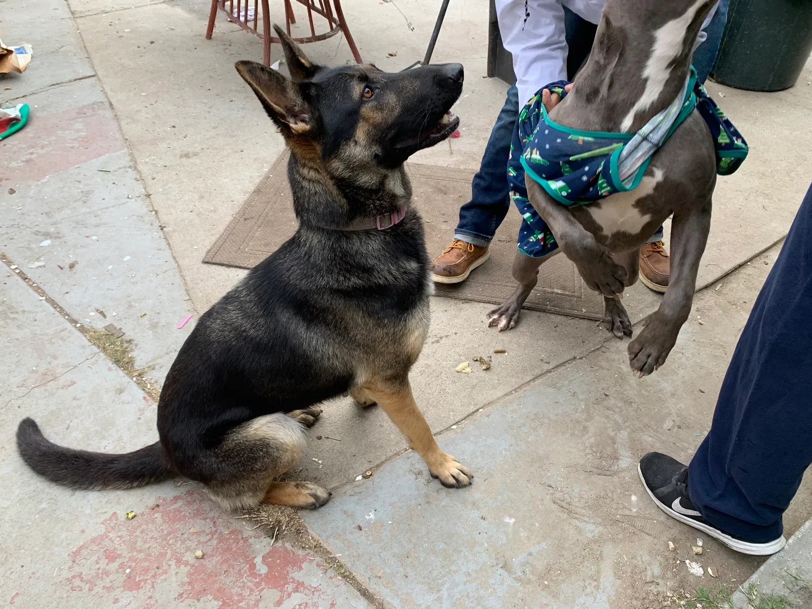 Lost dog in Long Beach, CA, 90805