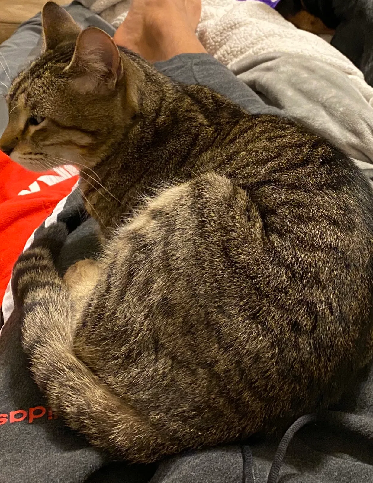 Lost cat in Santa Maria, CA, 93455