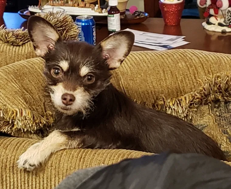 Lost dog in Pocatello, ID, 83201