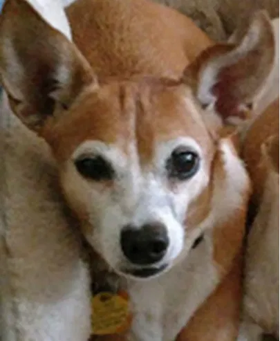 Lost dog in San Antonio, TX, 78249