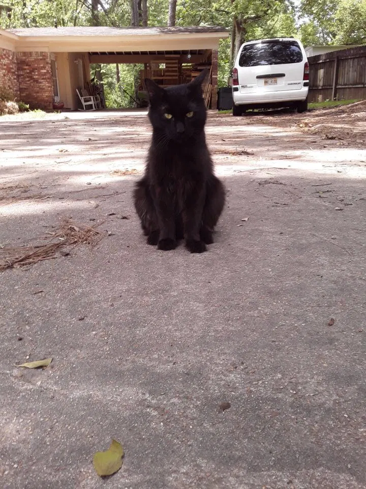 Lost cat in Clinton, MS, 39056