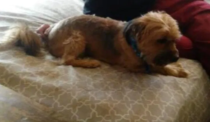 Lost dog in Mesa, AZ, 85207