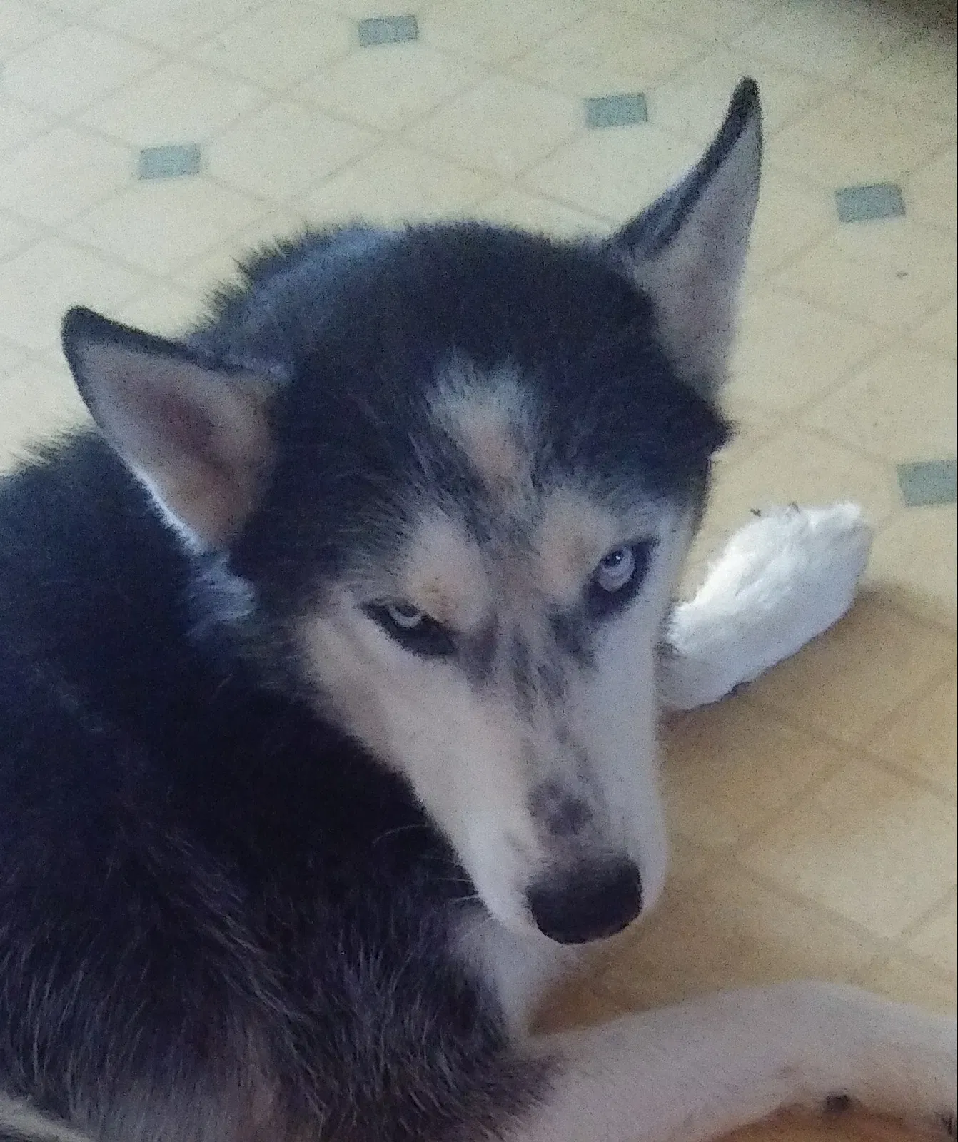 Lost dog in Lawton, OK, 73505