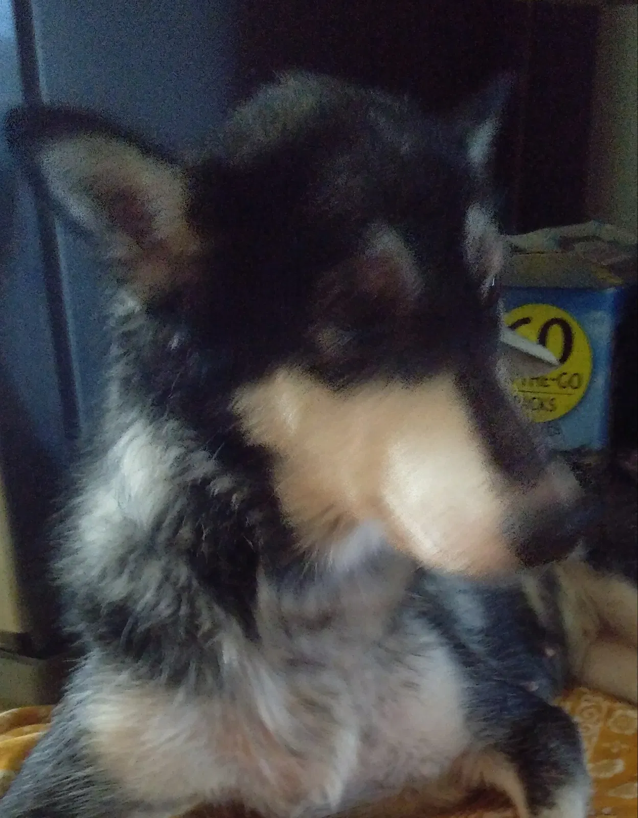 Lost dog in Lawton, OK, 73505