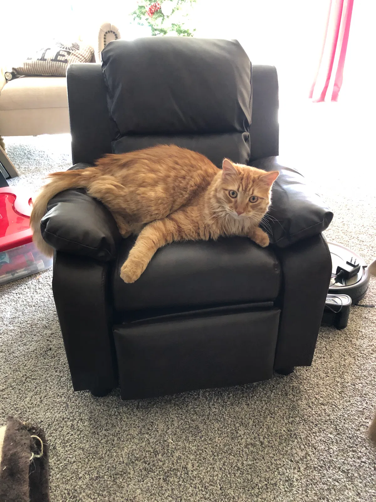Lost cat in Gilbert, AZ, 85297