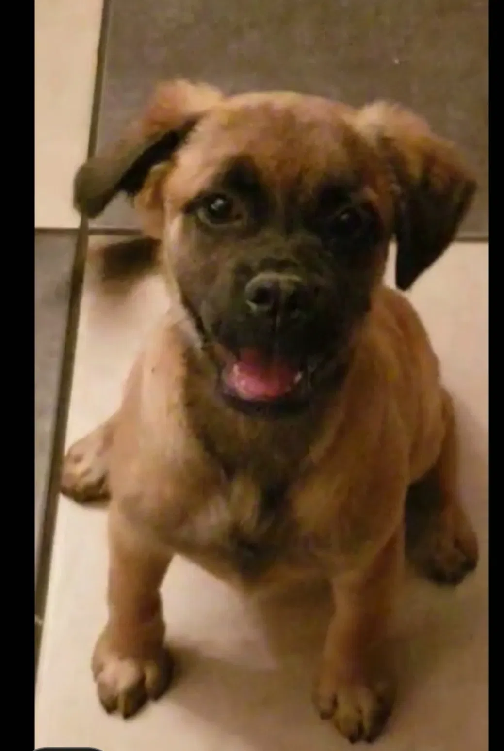 Lost dog in Mission, TX, 78574