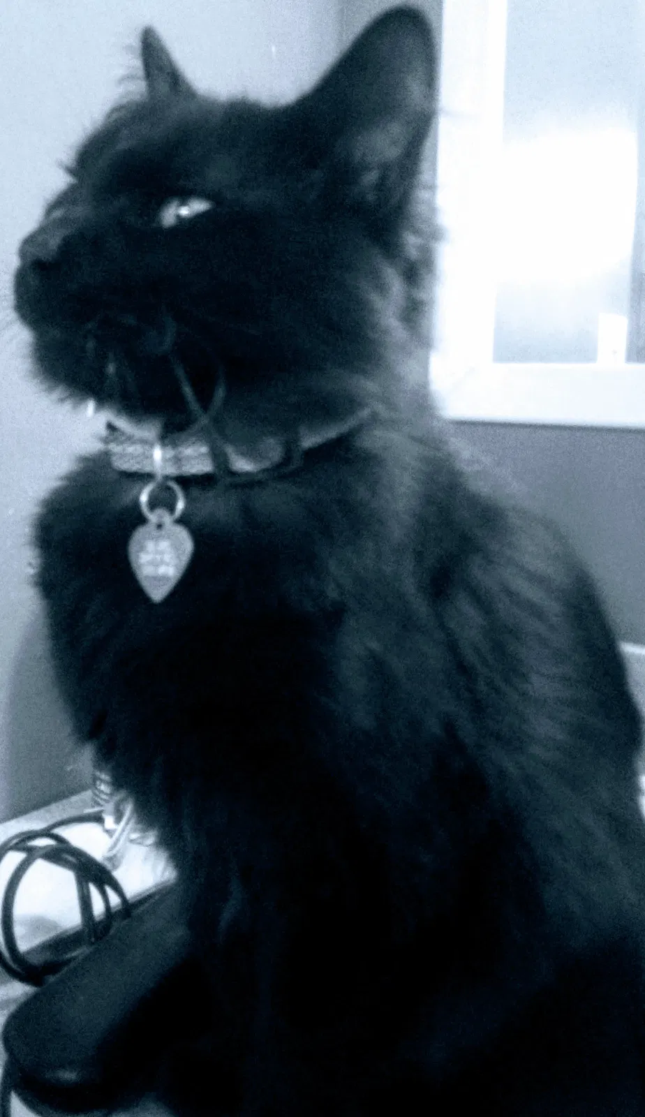 Lost cat in Goshen, IN, 46528