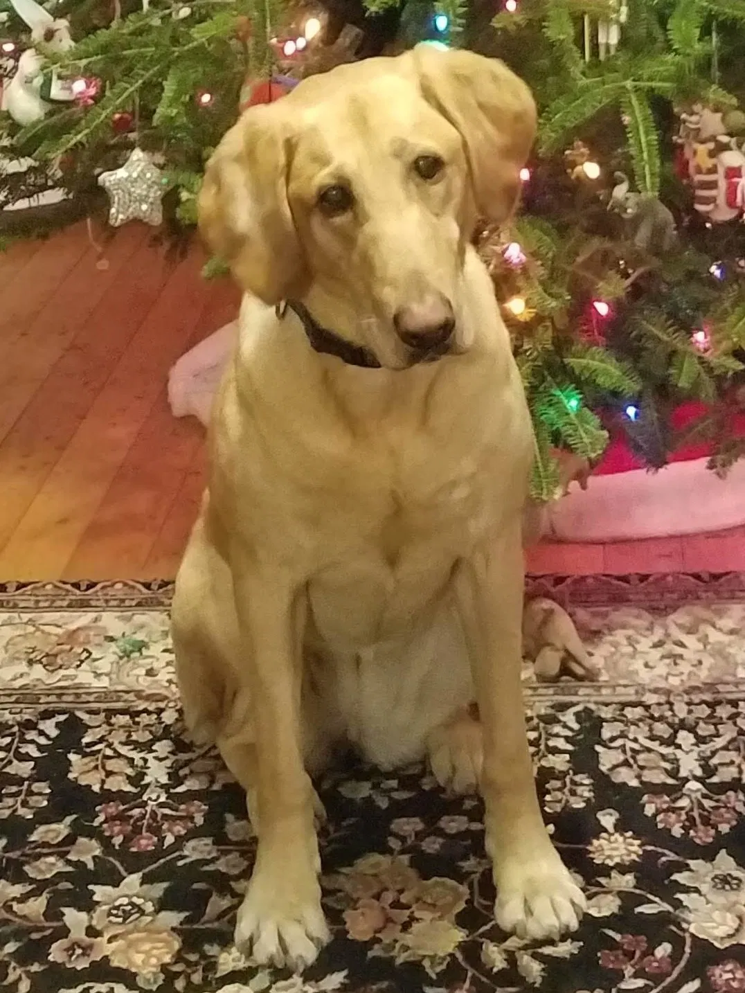 Lost dog in Framingham, MA, 1702