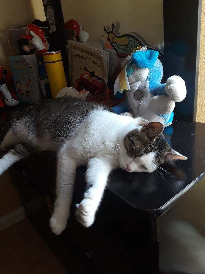 Lost cat in Los Angeles, CA, 90059