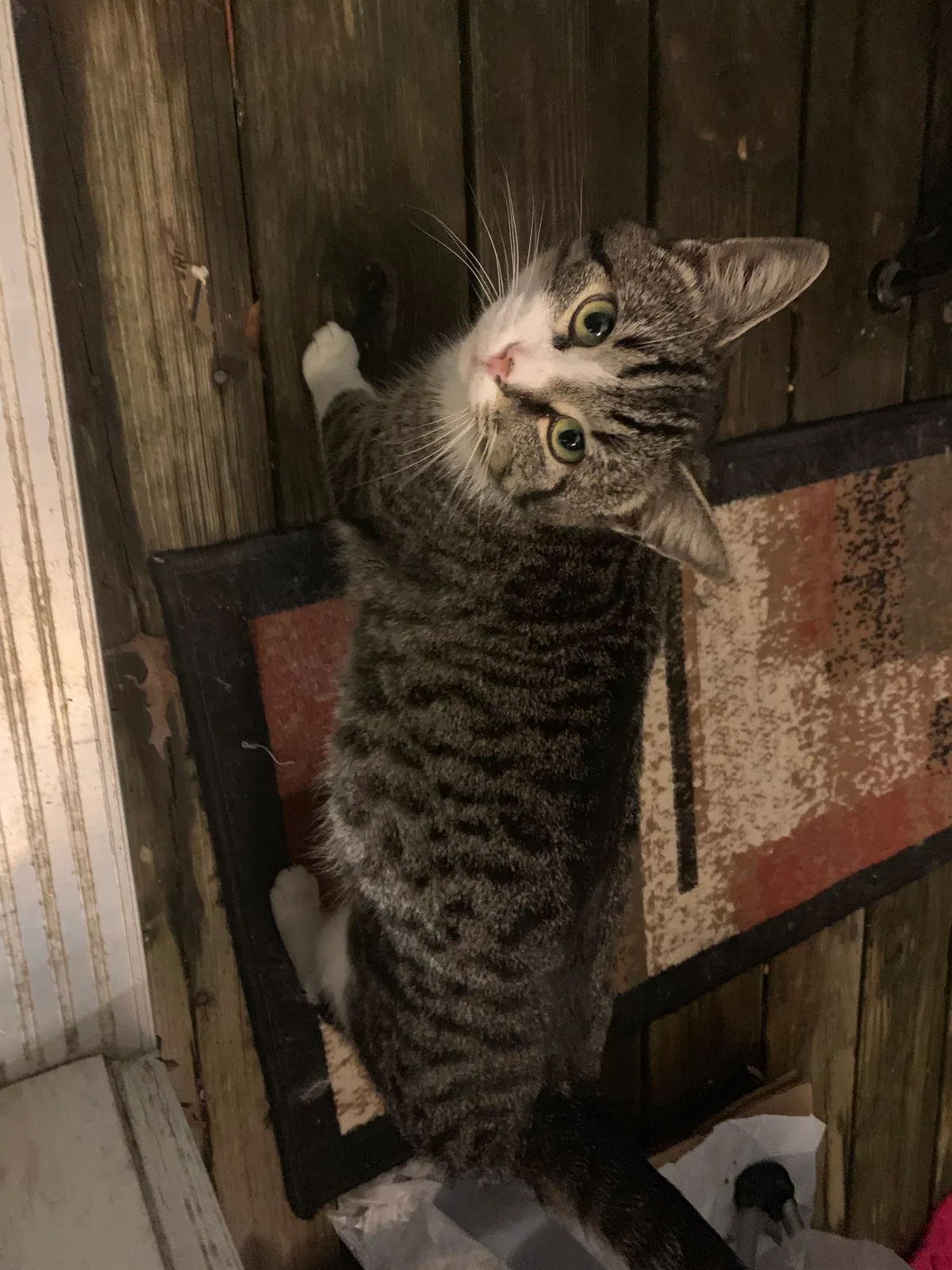 Found cat in Winchester, KY, 40391