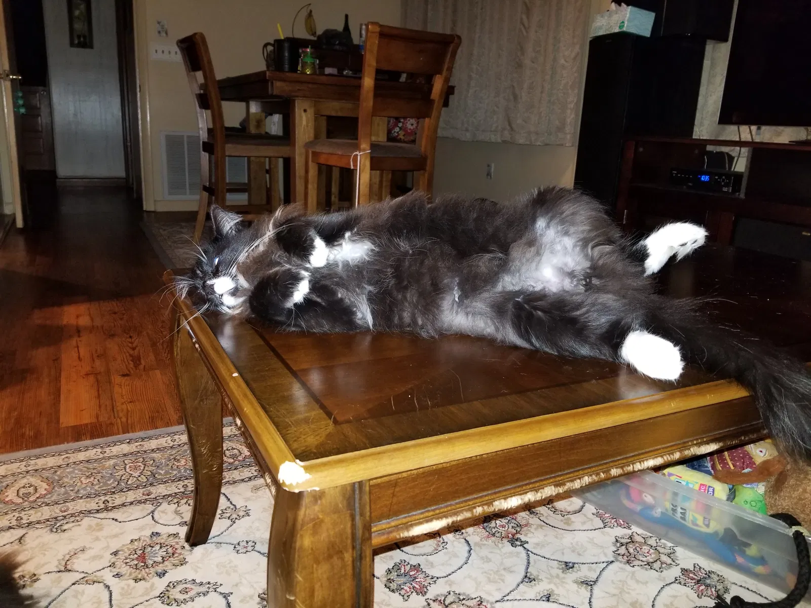 Lost cat in Hernando, FL, 34442
