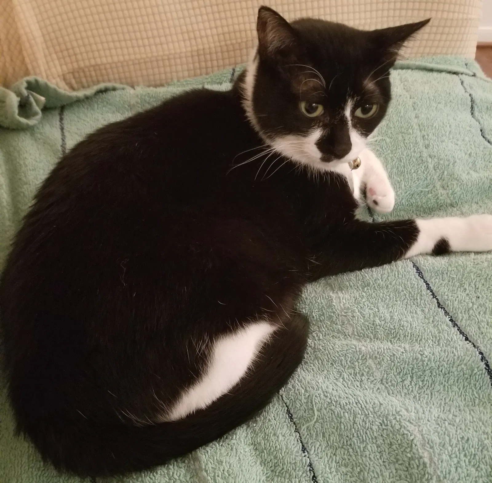 Lost cat in Houston, TX, 77079