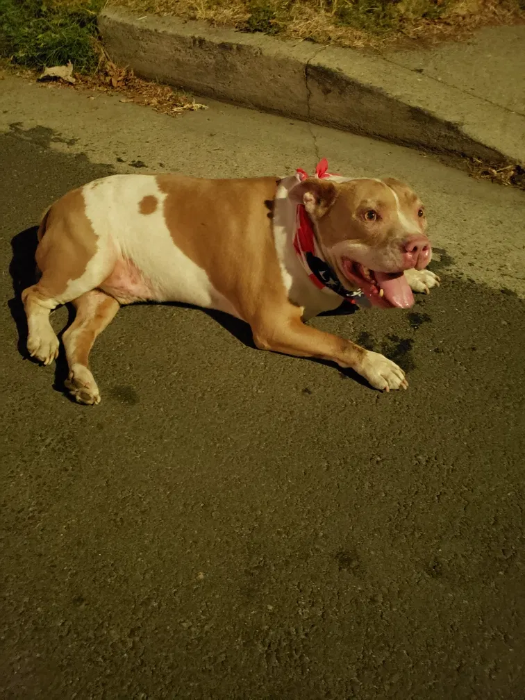 Lost dog in Los Angeles, CA, 90019