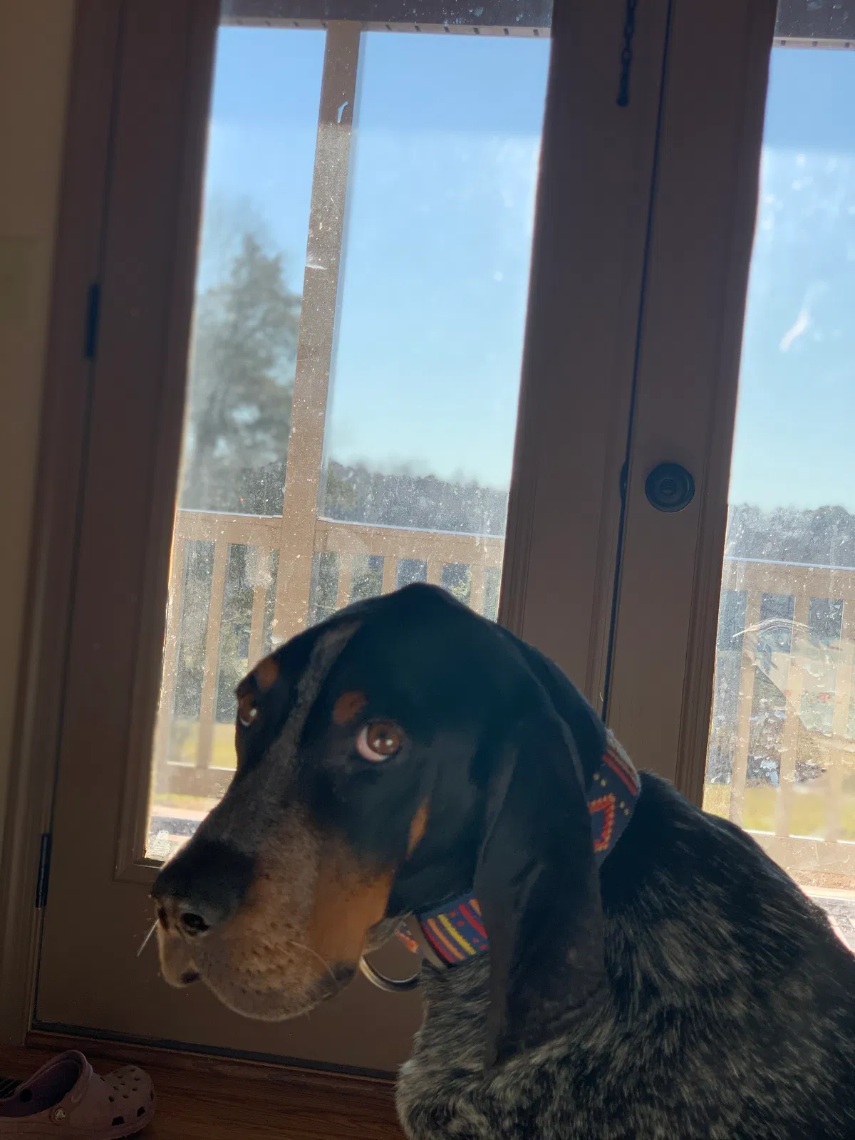 Lost dog in Rochelle, VA, 22738