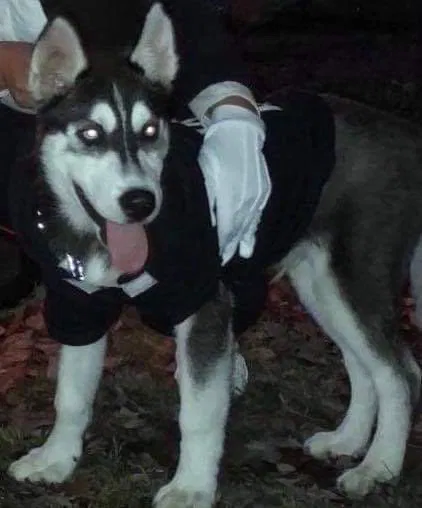 Lost dog in Hyattsville, MD, 20782