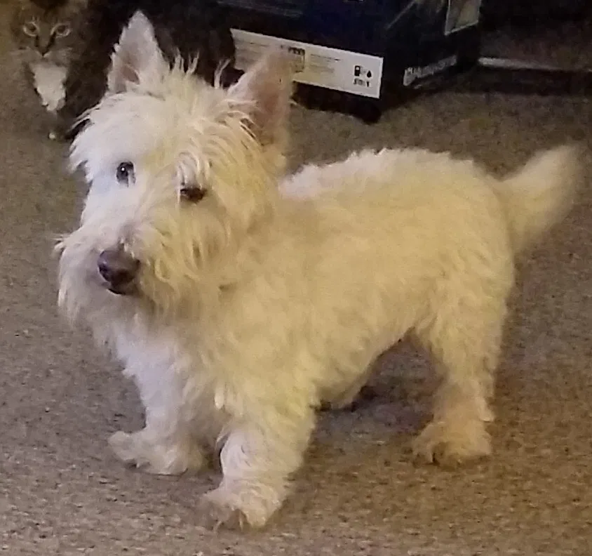 Lost dog in Jacksonville, AL, 36265