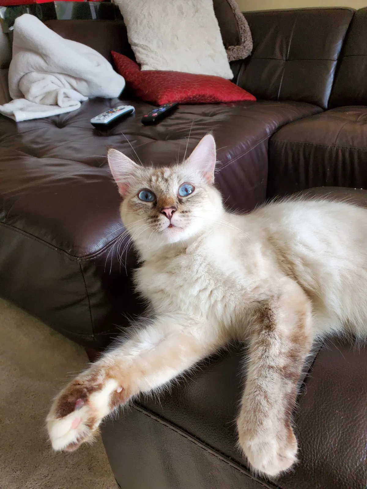 Lost cat in Orlando, FL, 32826