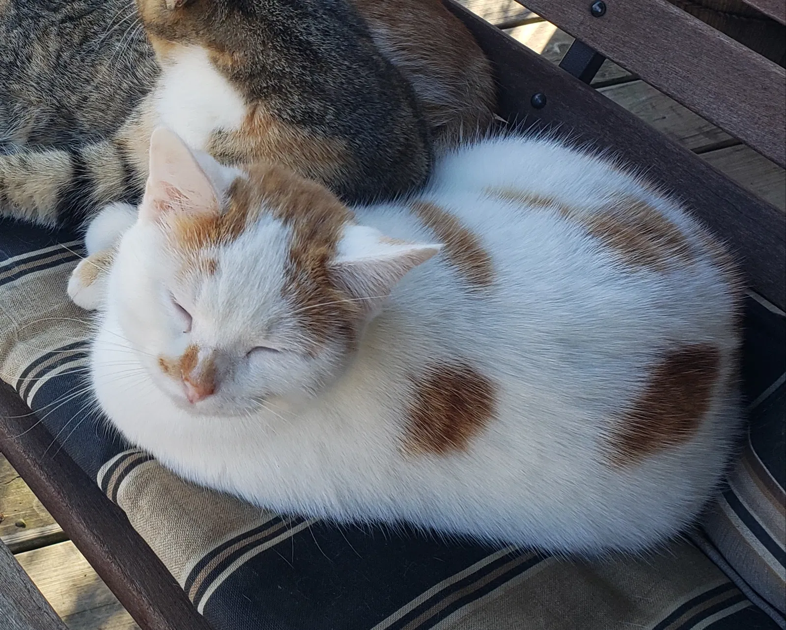 Lost cat in Jerseyville, IL, 62052