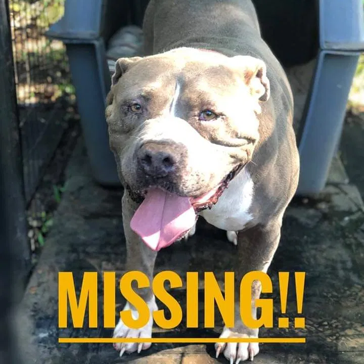 Lost dog in Kaneohe, HI, 96744