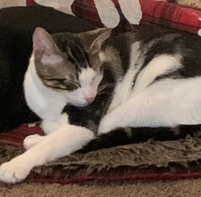 Lost cat in Richmond, TX, 77407