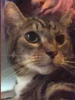 Lost cat in Marietta, GA, 30062