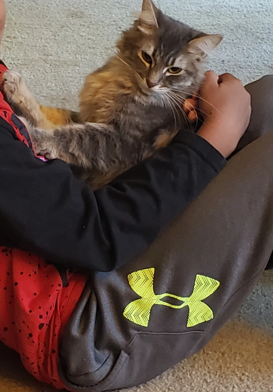 Lost cat in Seattle, WA, 98166