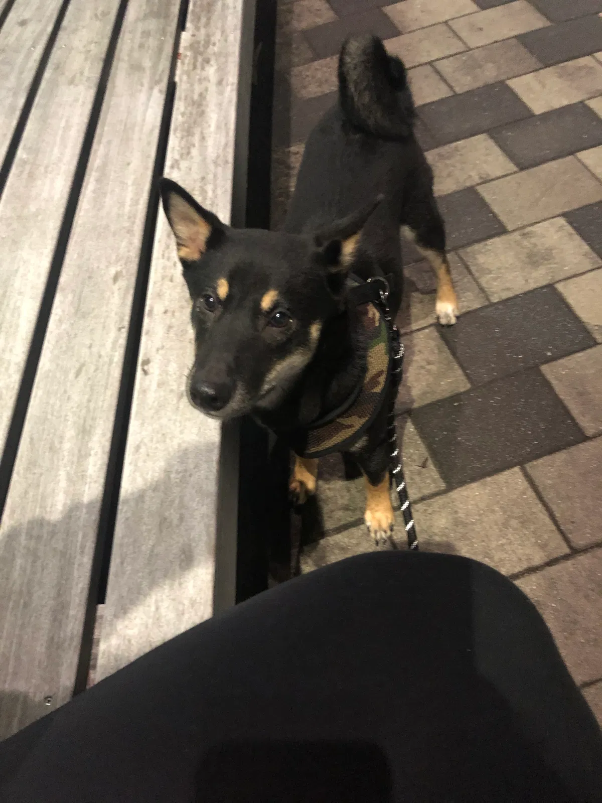 Lost dog in Wyandanch, NY, 11798
