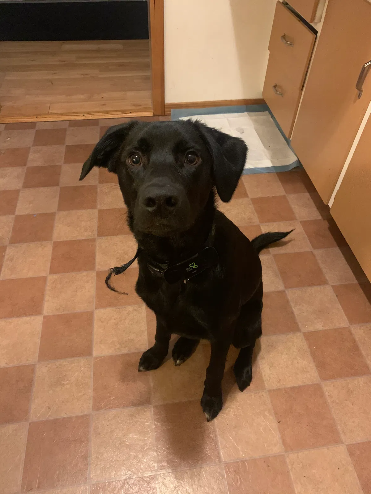 Lost dog in Everett, WA, 98203