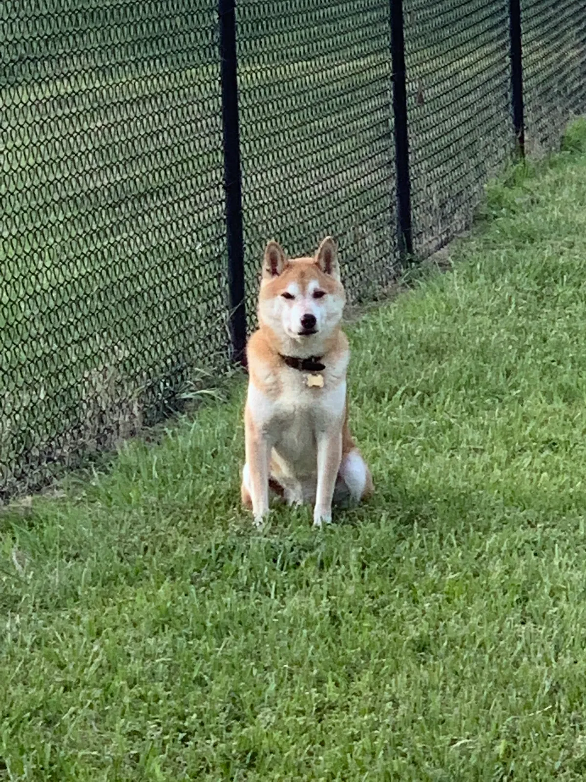 Lost dog in Odessa, FL, 33556