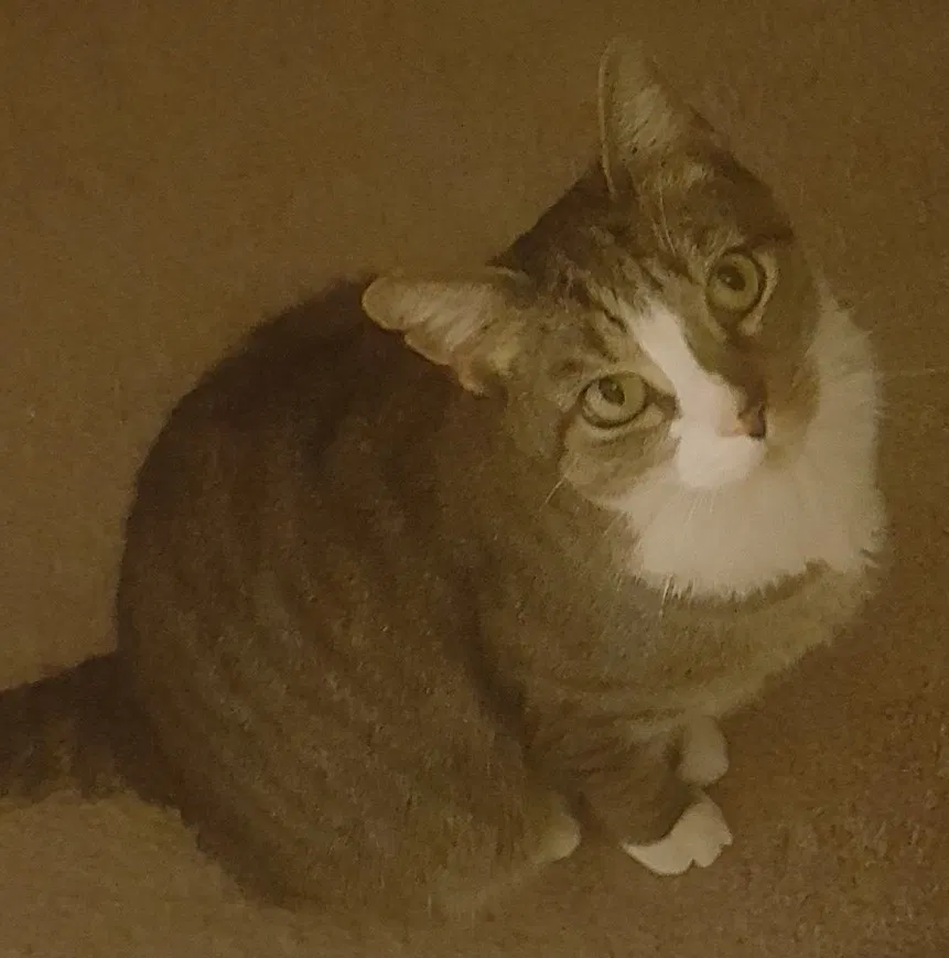 Lost cat in Randallstown, MD, 21133