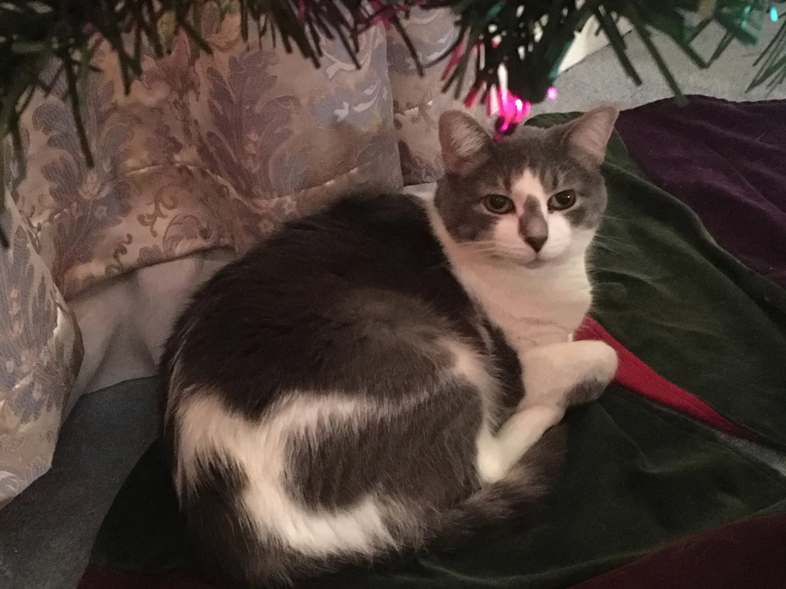 Lost cat in Cincinnati, OH, 45246