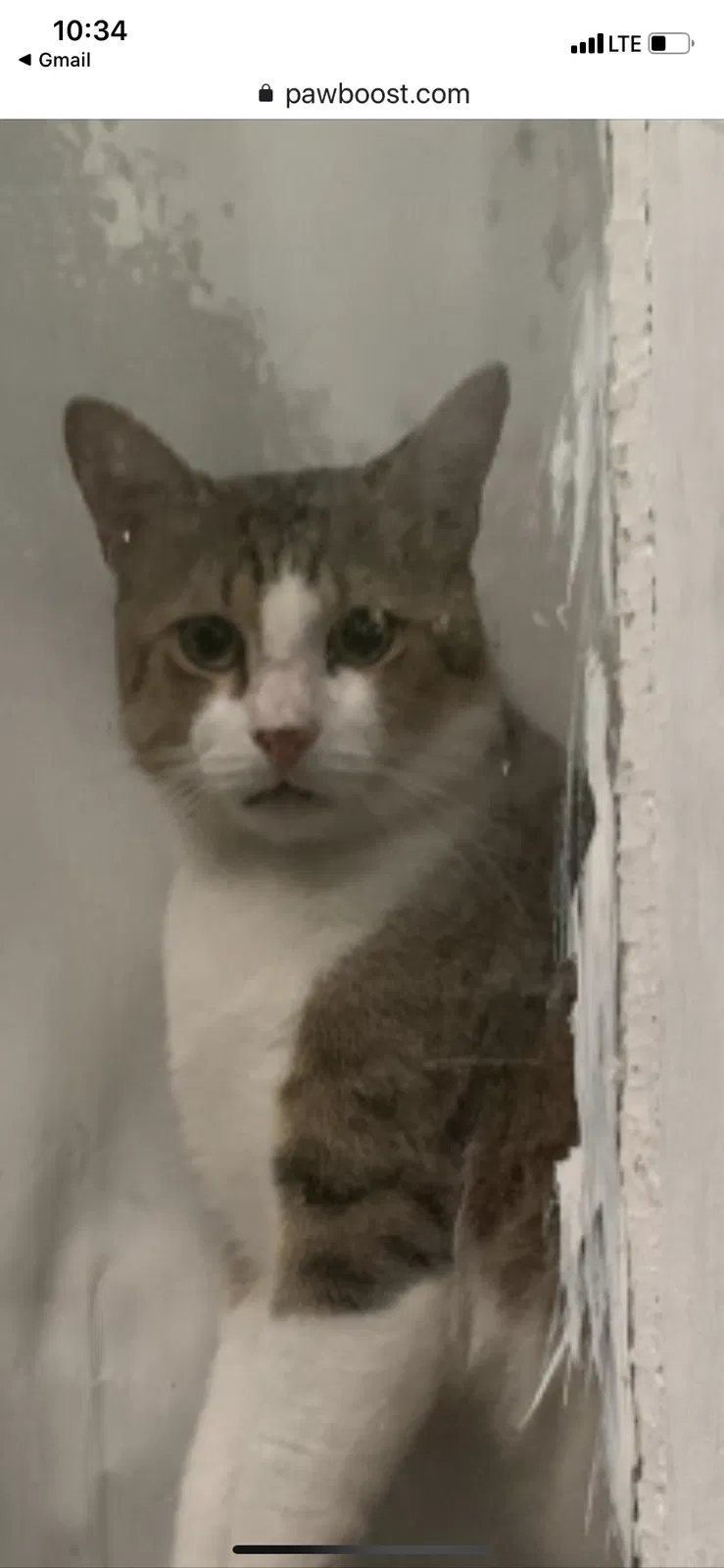 Lost cat in Lafayette, LA, 70501