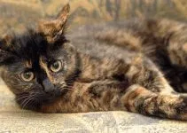 Lost cat in Westwego, LA, 70094
