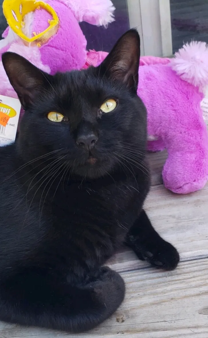 Lost cat in Virginia Beach, VA, 23452