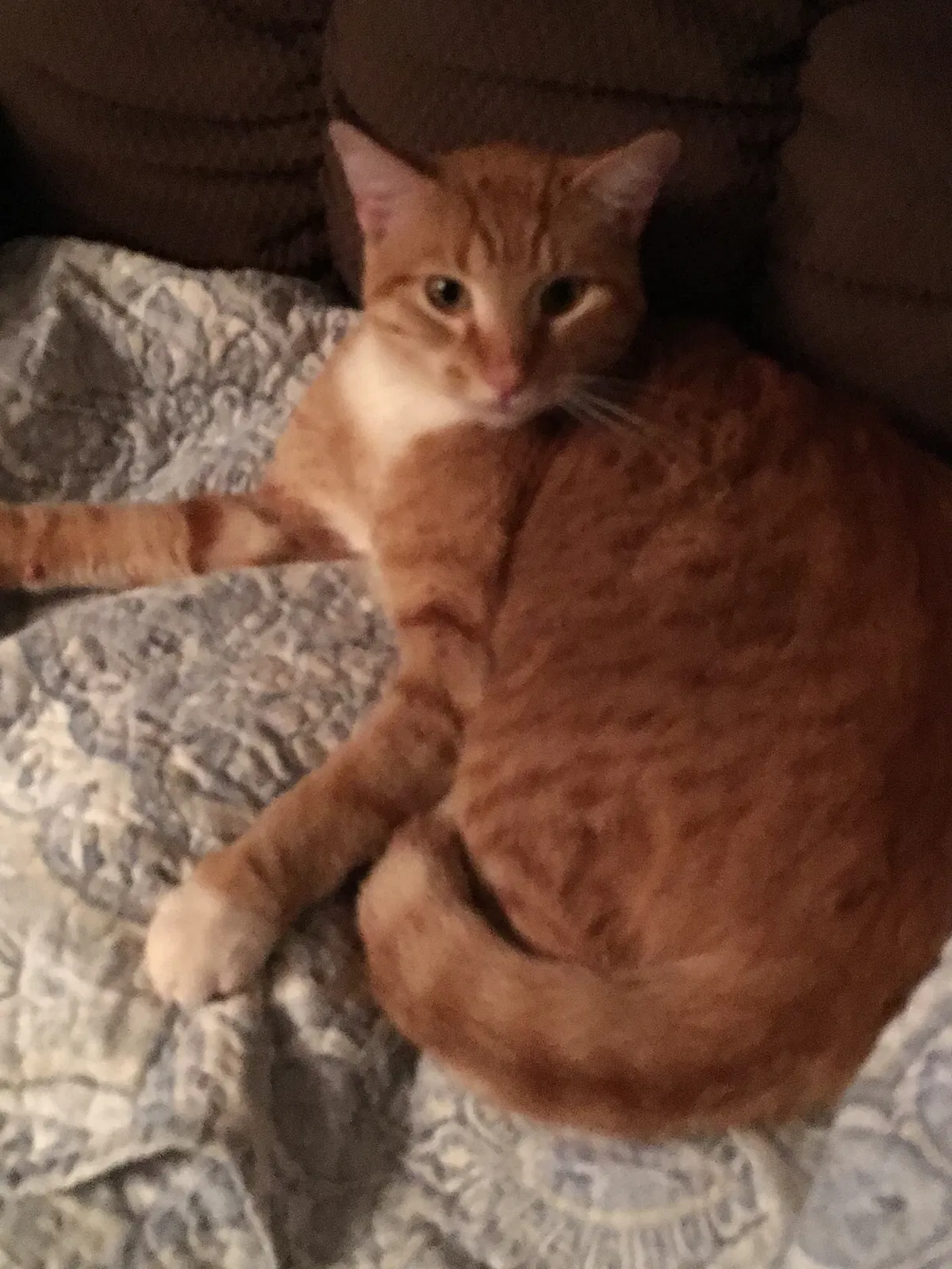 Lost cat in Brandon, MS, 39047