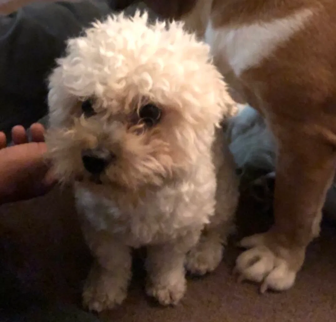 Lost dog in Phoenix, AZ, 85007