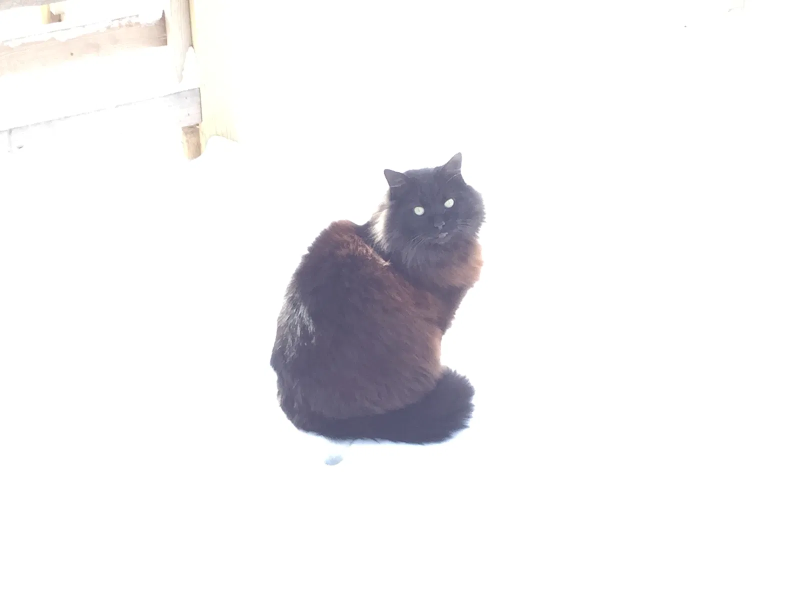 Lost cat in Grant, FL, 32949