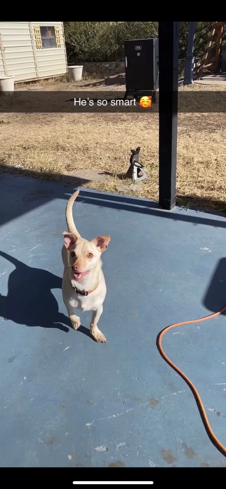 Lost dog in El Paso, TX, 79924