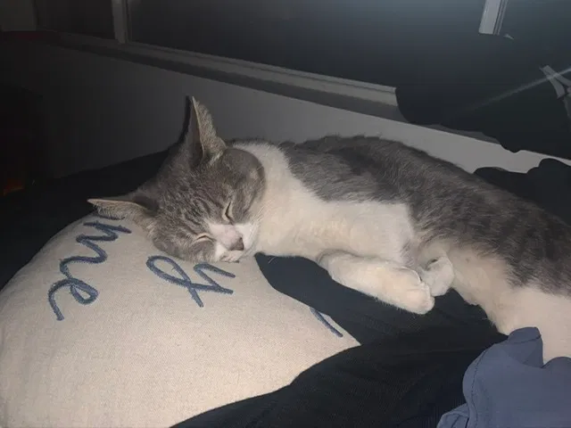 Lost cat in Phoenix, AZ, 85024